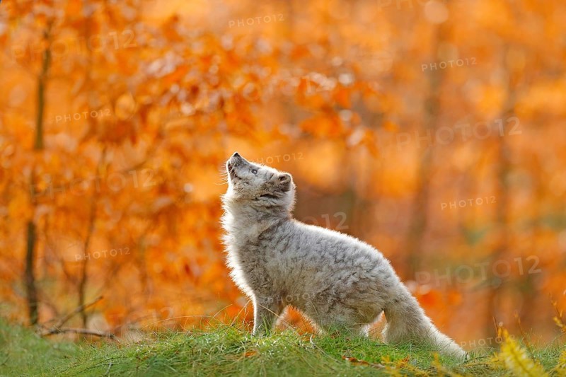 Arctic polar fox running in orange autumn leaves. Cute Fox, fall forest. Beautiful animal in the nature habitat. Orange fox, detail portrait, Czech. Wildlife scene from the wild nature. Vulpes lagopus