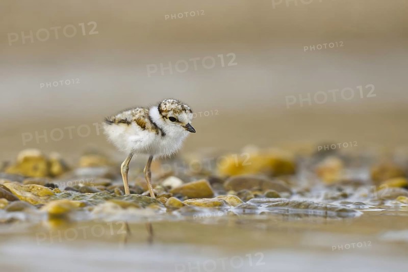 Little Ringed Plover (Charadrius dubius) chick, North Rhine-Westphalia, Germany