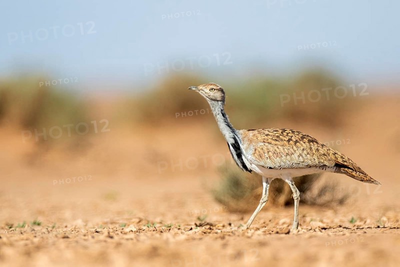 Houbara Bustard (Chlamydotis undulata), Zagora, Morocco