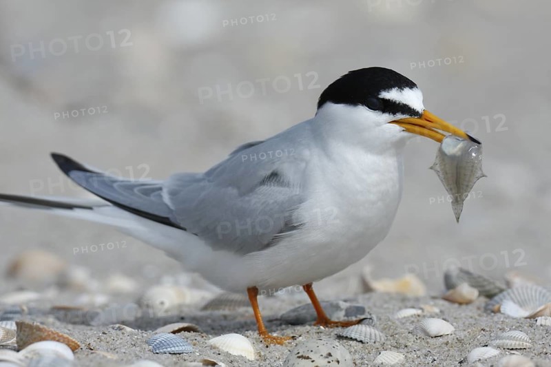 Little Tern (Sternula albifrons), Lower Saxony, Germany