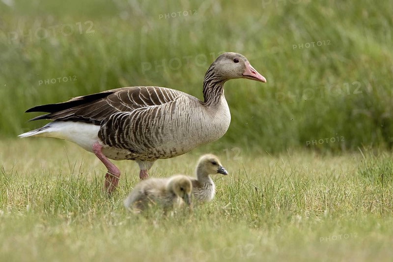 Greylag Goose (Anser anser) with chicks, Seewinkel, Austria