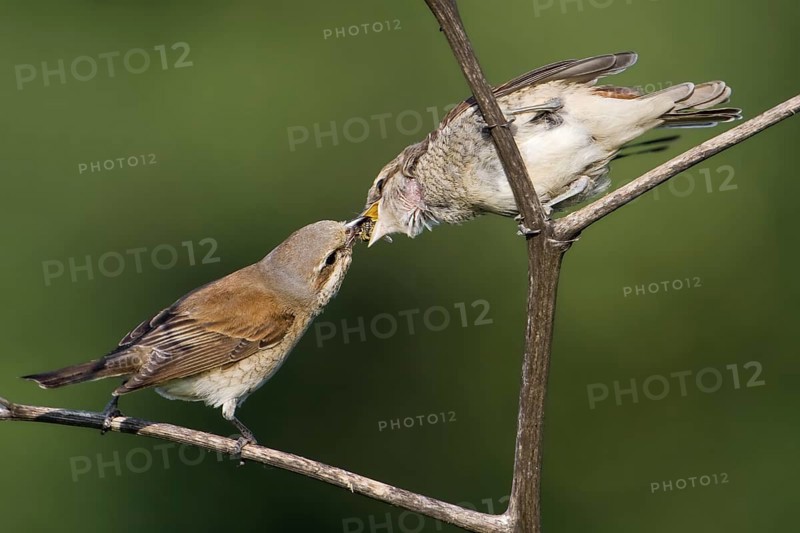 Red-backed Shrike (Lanius collurio) female feeding juvenile, Saxony-Anhalt, Germany