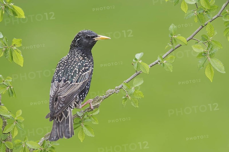 Common Starling (Sturnus vulgaris), Brandenburg, Germany