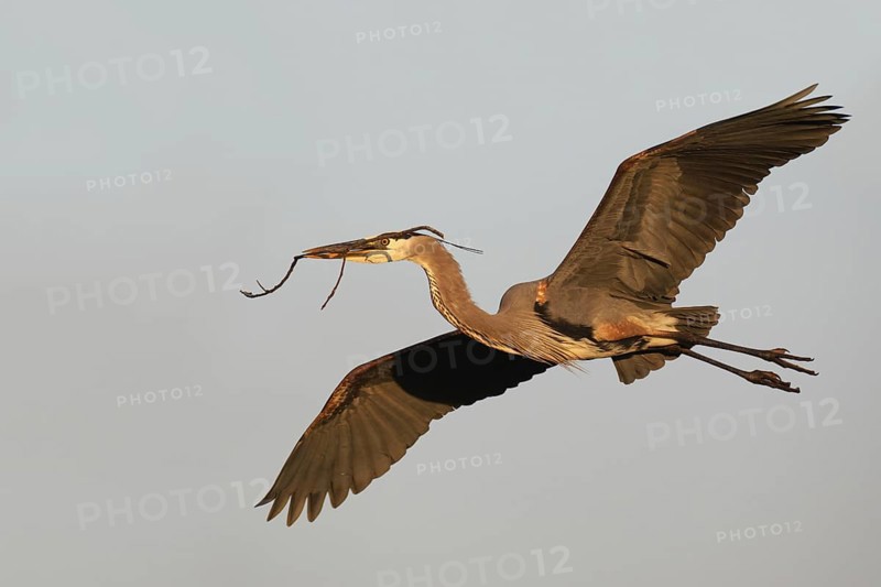 Great Blue Heron (Ardea herodias), Florida, USA