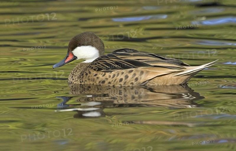 White-cheeked Pintail (Anas bahamensis), British Columbia, Canada