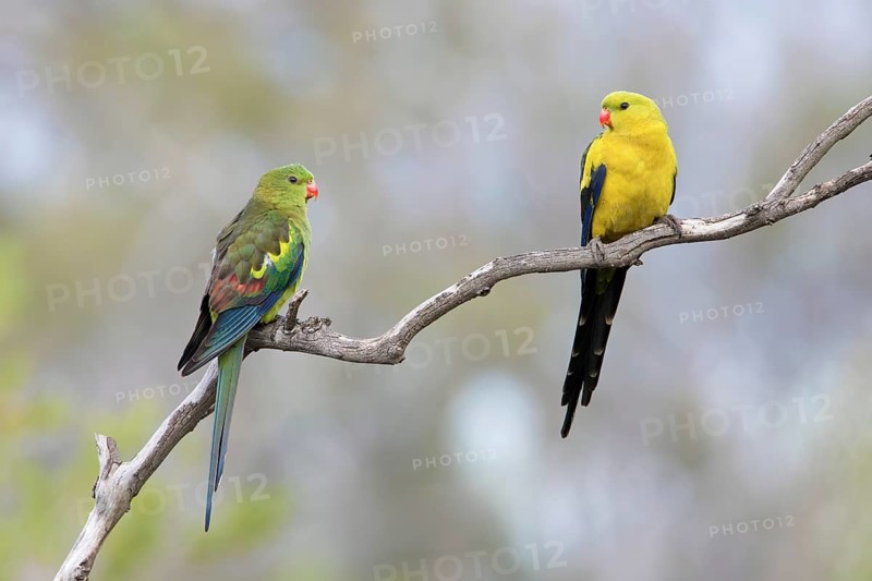 Regent Parrot (Polytelis anthopeplus) pair perched on a branch, Victoria, Australia