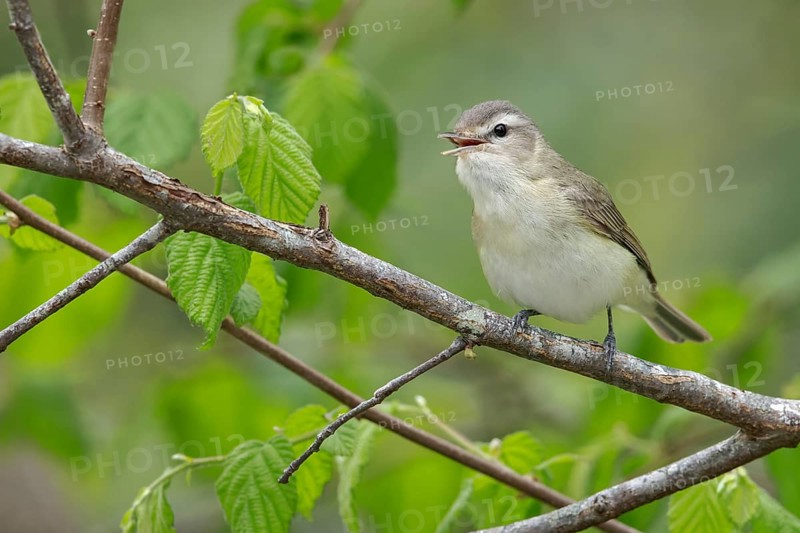 Warbling Vireo (Vireo gilvus) perched on a branch in Victoria, BC, Canada