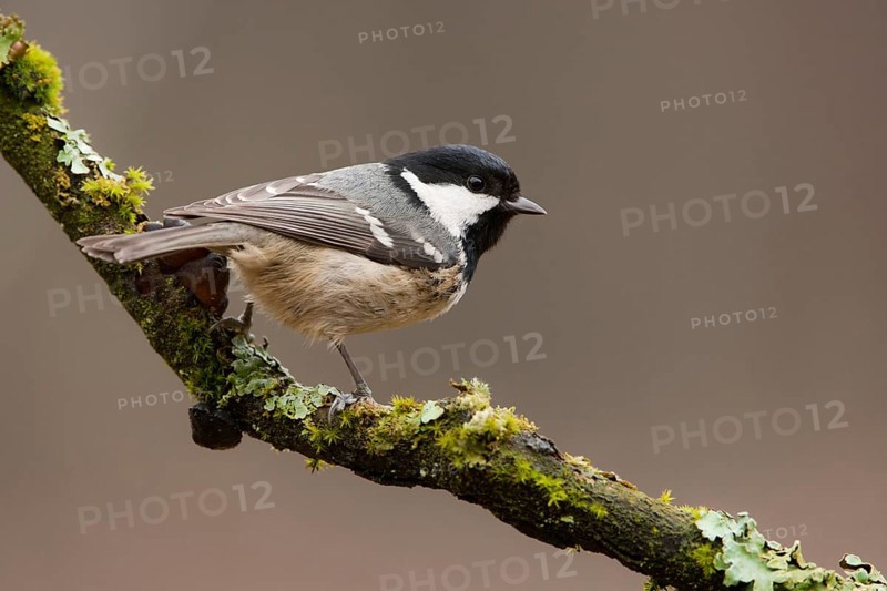 Coal Tit (Periparus ater), North Rhine-Westphalia, Germany