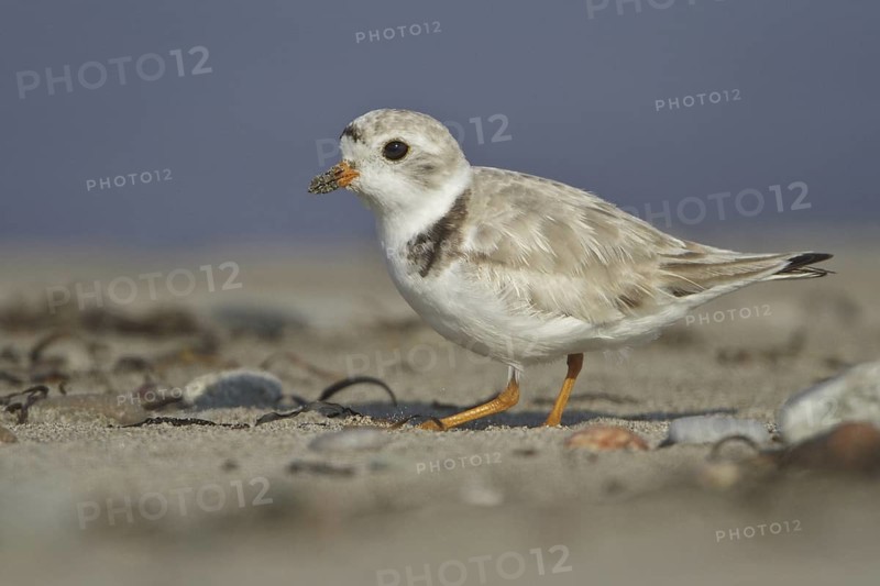 Piping Plover (Charadrius melodus), Newfoundland, Canada