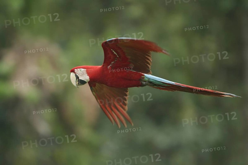 Red-and-green Macaw (Ara chloropterus) flying, Manu National Park, Peru