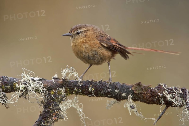 Tawny Tit-Spinetail (Leptasthenura yanacensis), Central Highlands, Peru