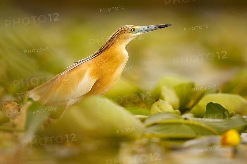 Squacco Heron (Ardeola ralloides), Extremadura, Spain