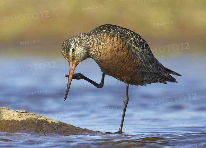 Hudsonian Godwit (Limosa haemastica) male, Manitoba, Canada
