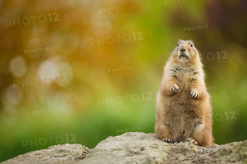 Schwarzschwanz-Präriehund, Cynomys ludovicianus Black-tailed Prairie Dog, Cynomys ludovicianus