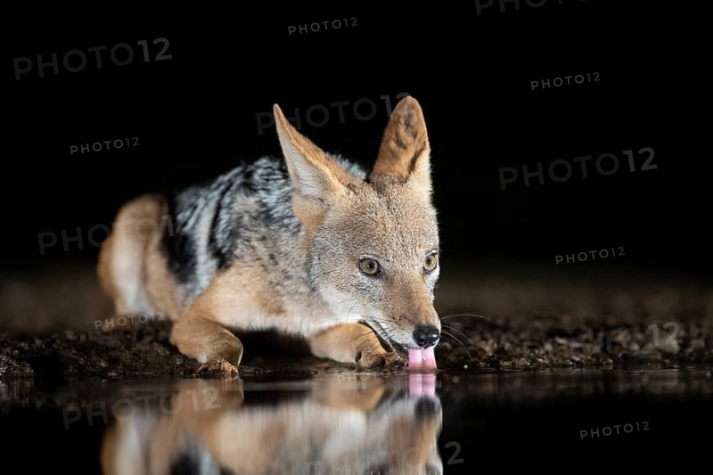 Black-backed Jackal (Canis mesomelas) drinking at waterhole at night, South Africa
