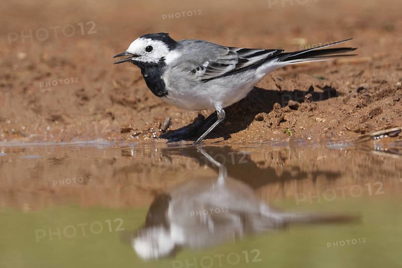 White Wagtail (Motacilla alba), Mallorca, Spain
