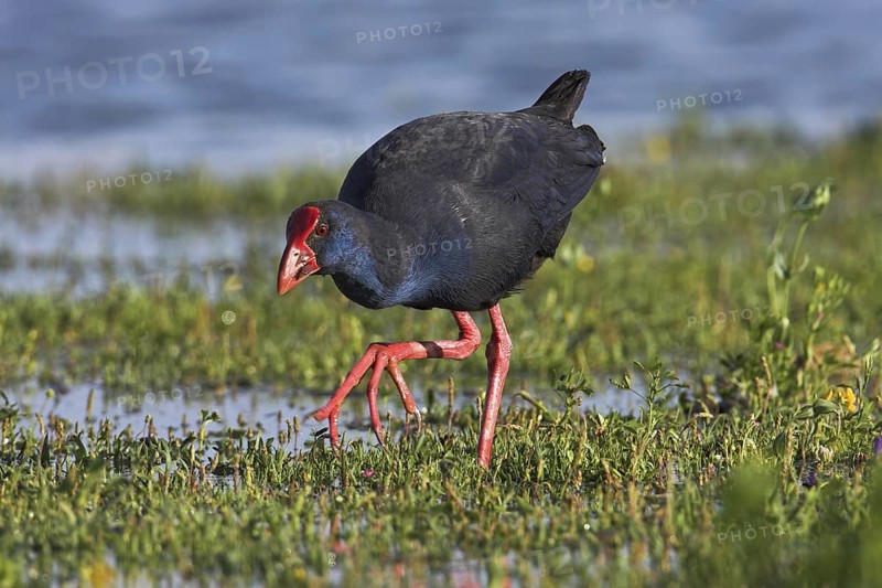 Western Swamphen (Porphyrio porphyrio), Mallorca, Spain
