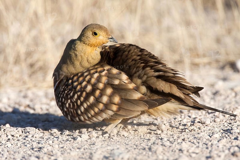 Namaqua Sandgrouse (Pterocles namaqua) male, Etosha, Namibia