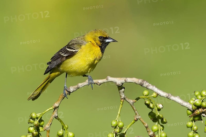 Orchard Oriole (Icterus spurius) juvenile, Ohio, USA