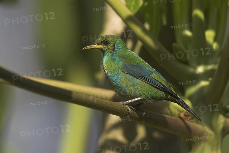 Green Honeycreeper (Chlorophanes spiza), Costa Rica