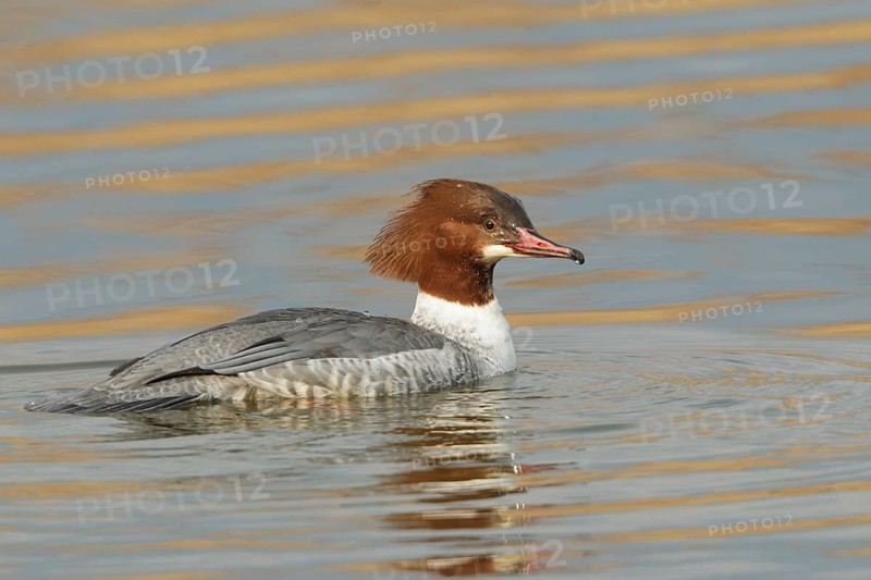 Common Merganser (Mergus merganser) female, St. Gallen, Switzerland