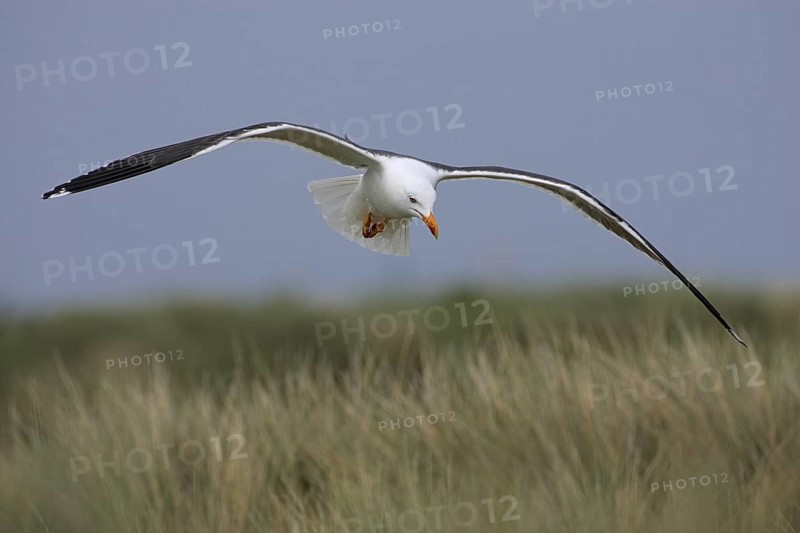 Heringsmoewe; lat. Larus fuscus; im Flug von vorn über den Dünen