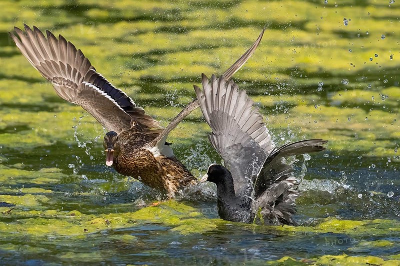 Mallard (Anas platyrhynchos) and coot (Fulica atra) fighting in the water, wings spread wide and water splashing in lively motion, Hesse, Germany