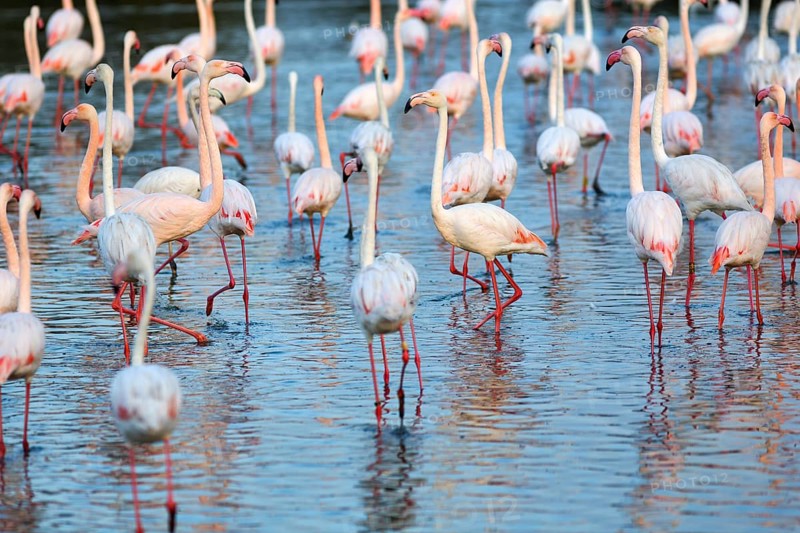 Pink flamingos (Phoenicopterus roseus), standing in the pond, Pont de Gau Bird Park, Saintes-Maries-de-la-Mer, Camargue Regional nature park Park, France
