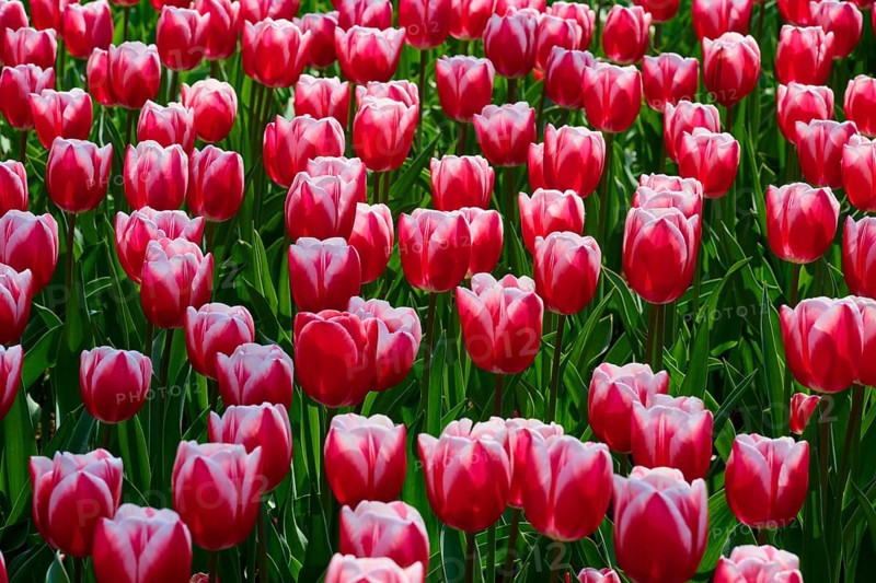 Field of flowers with bright red tulips and pink border in spring, full of vibrancy and nature, Keukenhof, Lisse, province of South Holland, Netherlands