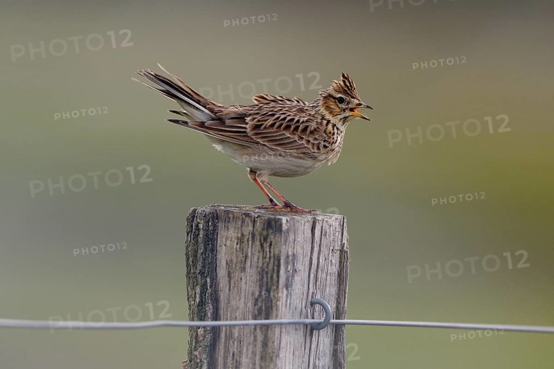 Chirping skylark (Alauda arvensis) on a fence post, Lower Rhine, North Rhine-Westphalia, Germany