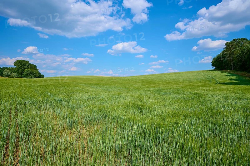 Green barley field under blue sky with drifting clouds, calm atmosphere, summer, Thüngen, district Main Spessart, Bavaria, Germany