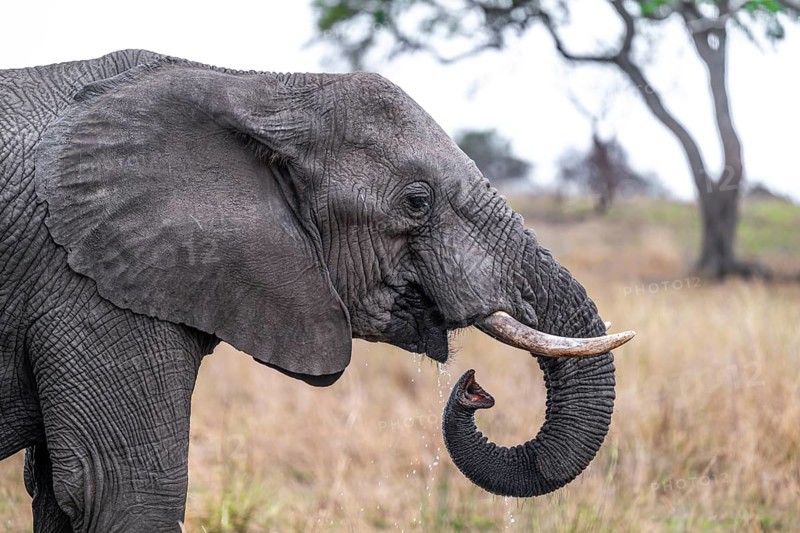 African elephant (Loxodonta africana), adult, drinking, animal portrait, Kruger National Park, South Africa