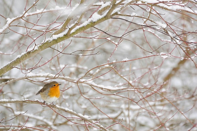 Robin (Erithacus rubecula) in winter, snow, sitting in snow-covered bushes, in a hard shrub, small well-known, conspicuous and common songbird with bright orange breast, wildlife, native nature, animal world, Germany