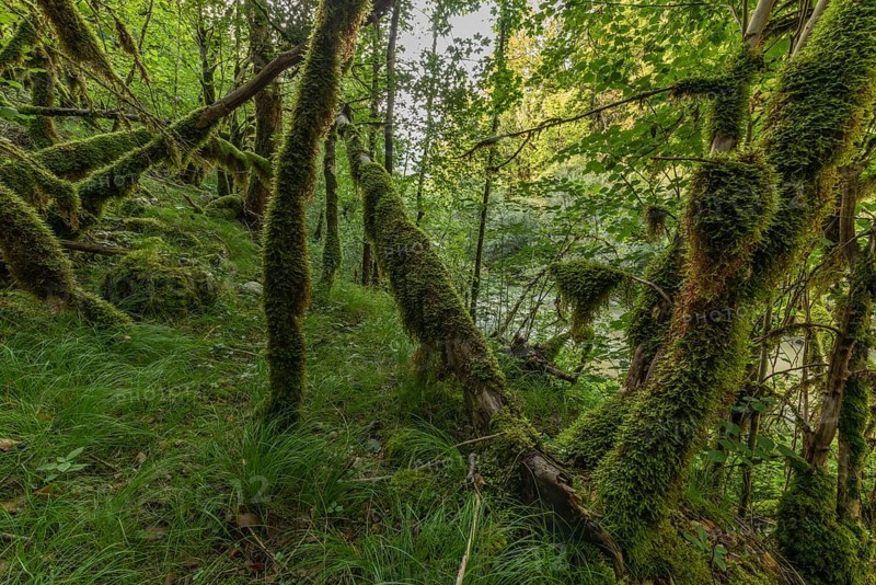 Green moss covers the fallen trees and creates a serene atmosphere in the forest. Bright foliage grows next to a calm river and invites you to reflect and explore. Jura, France