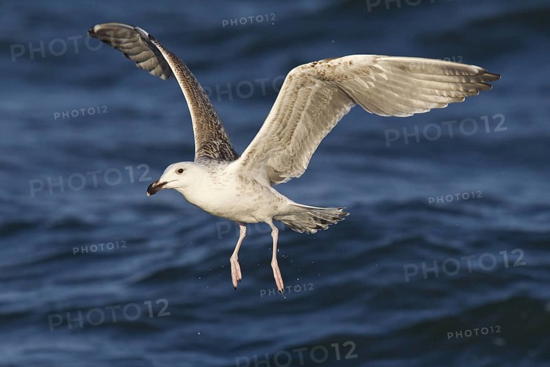 Great Black-backed Gull (Larus marinus) juvenile flying, North Sea, Germany