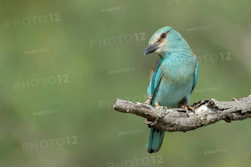 Scharrelaar, European Roller, Coracias garrulus