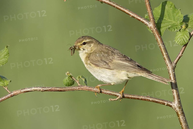 Willow Warbler (Phylloscopus trochilus), Vorarlberg, Austria