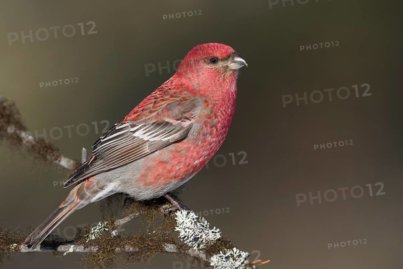 Pine Grosbeak - Hakengimpel - Pinicola enucleator, Finland, adult male