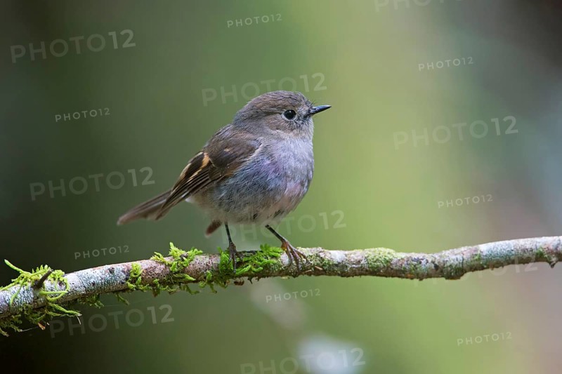 Pink Robin (Petroica rodinogaster) young male perched on a mossy branch, Victoria, Australia