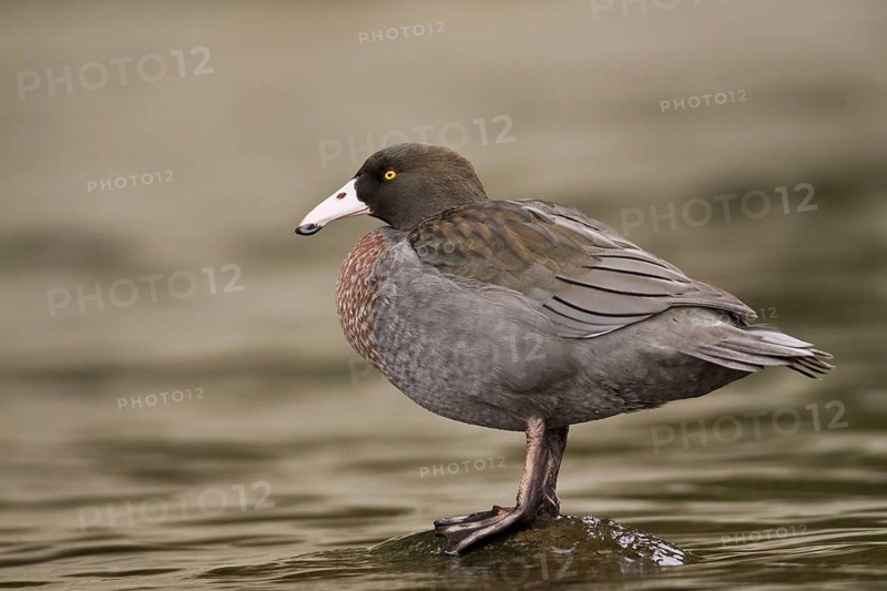 Blue Duck (Hymenolaimus malacorhynchos), New Zealand