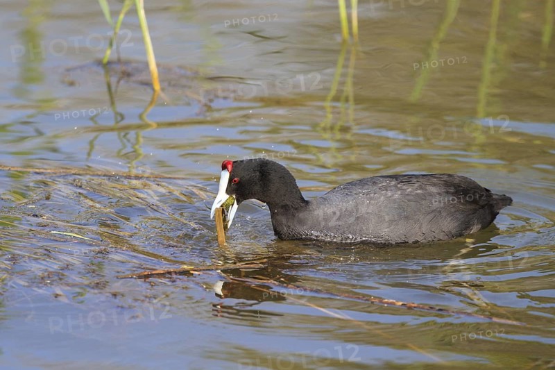 Red-knobbed Coot (Fulica cristata), Mallorca, Spain