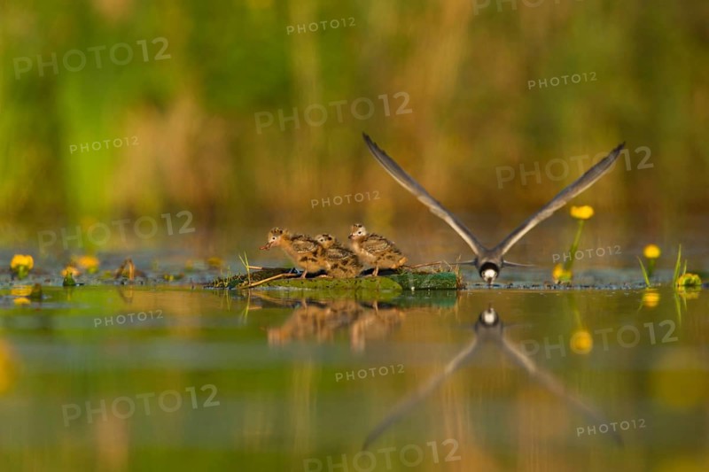 Black Tern (Chlidonias niger) feeding of juvenile, Netherlands