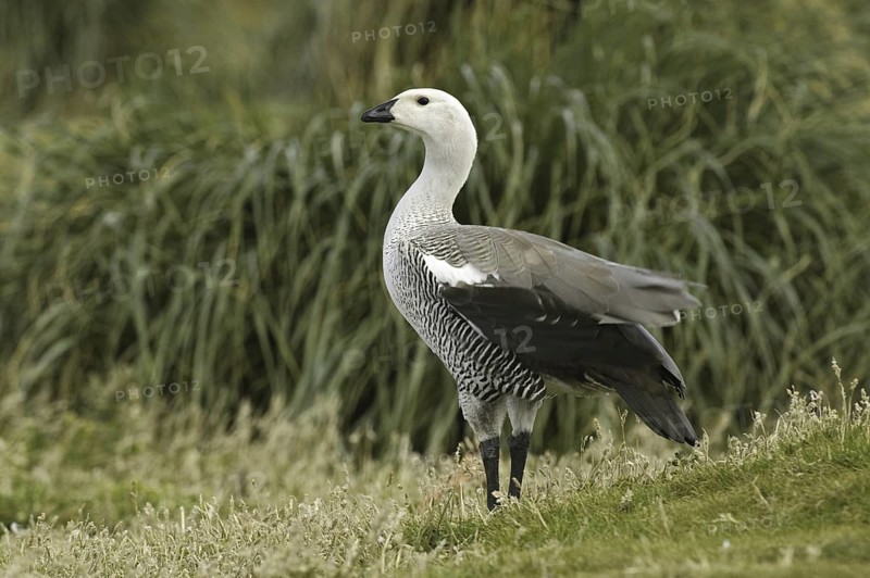Upland Goose (Chloephaga picta) male, Falkland Islands