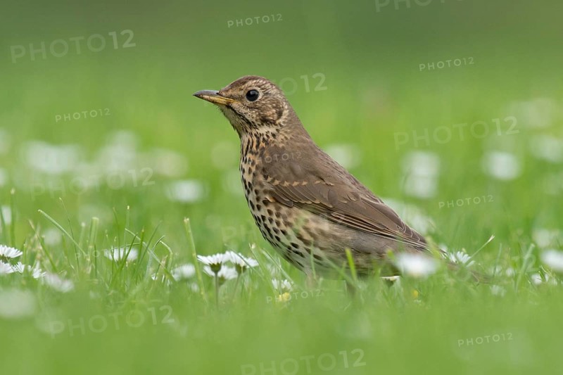 Song Thrush (Turdus philomelos), Lake Neusiedl, Austria