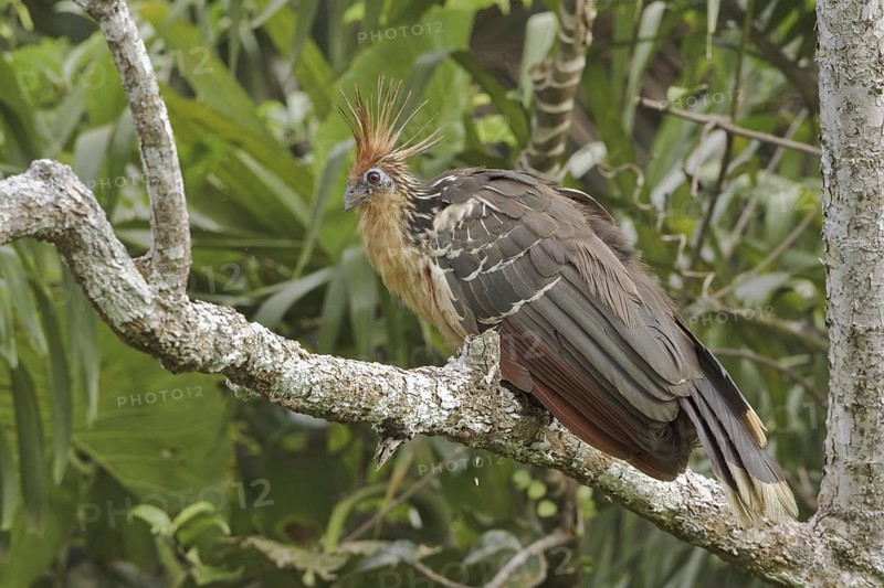Hoatzin (Opisthocomus hoazin), Ecuador