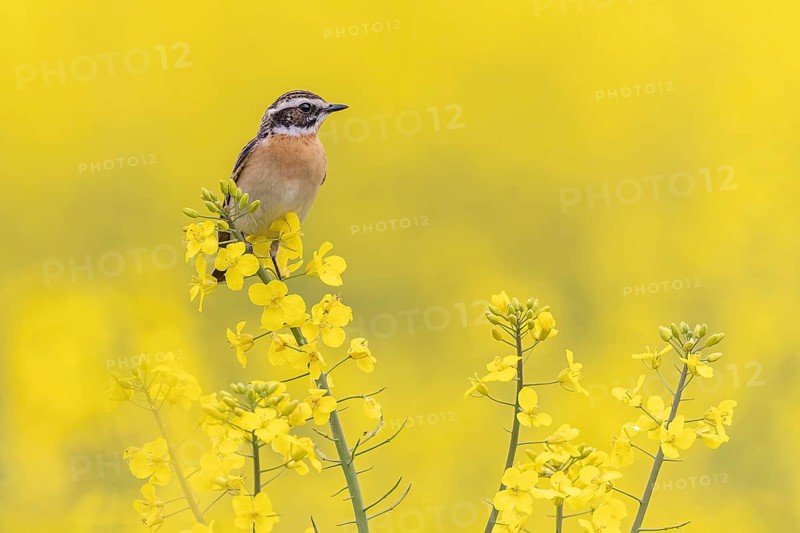Whinchat (Saxicola rubetra) male in a rape field, Saxony-Anhalt, Germany