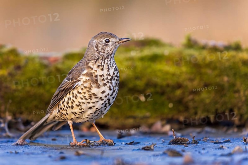 Song Thrush (Turdus philomelos) at a waterhole, Saxony-Anhalt, Germany