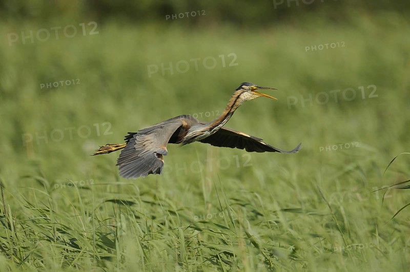 Purple Heron (Ardea purpurea) flying, Netherlands