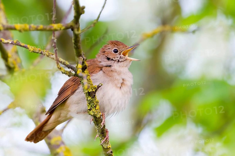 Common Nightingale (Luscinia megarhynchos) singing, Baden-Wuerttemberg, Germany