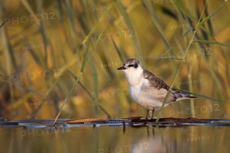 Whiskered Tern (Chlidonias hybrida) juvenile, Andalusia, Spain